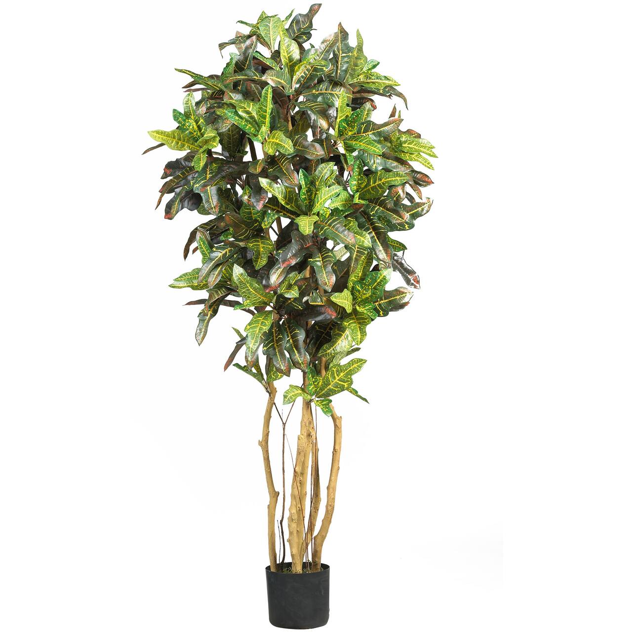 5ft. Potted Croton Tree